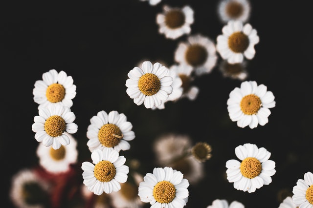 Feverfew For Migraines